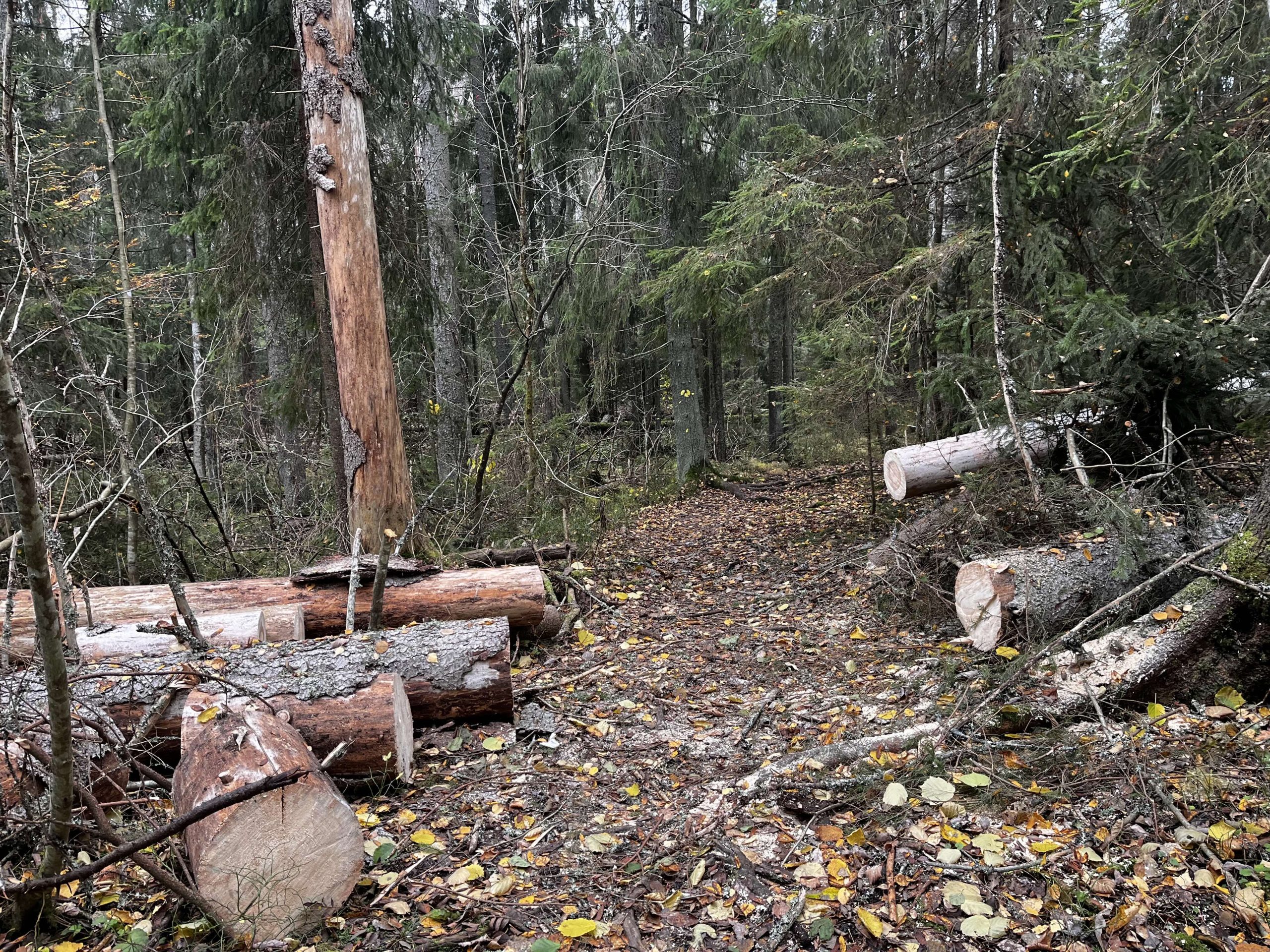 Kalajärven kiertävä polku taas auki